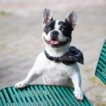 A playful French Bulldog with a bandana sitting on a green bench, exuding happiness and health