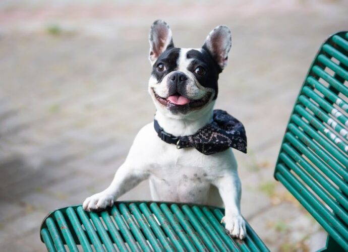 A playful French Bulldog with a bandana sitting on a green bench, exuding happiness and health