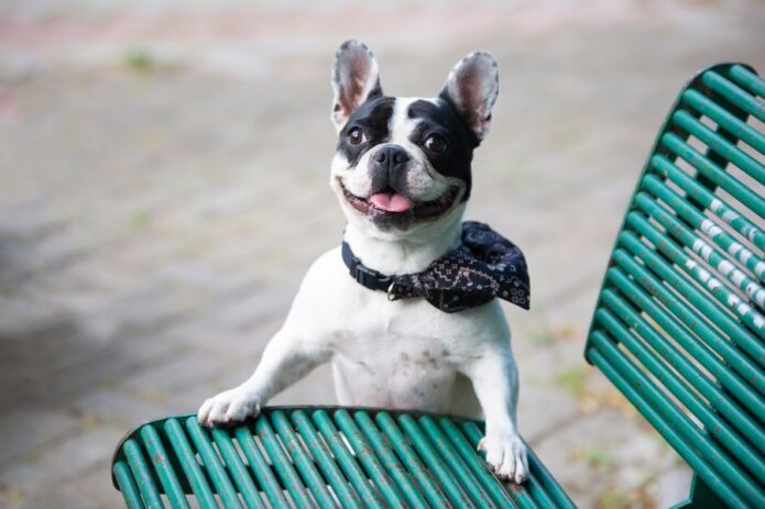 A playful French Bulldog with a bandana sitting on a green bench, exuding happiness and health
